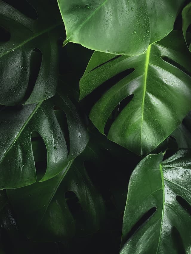 Green leaves background