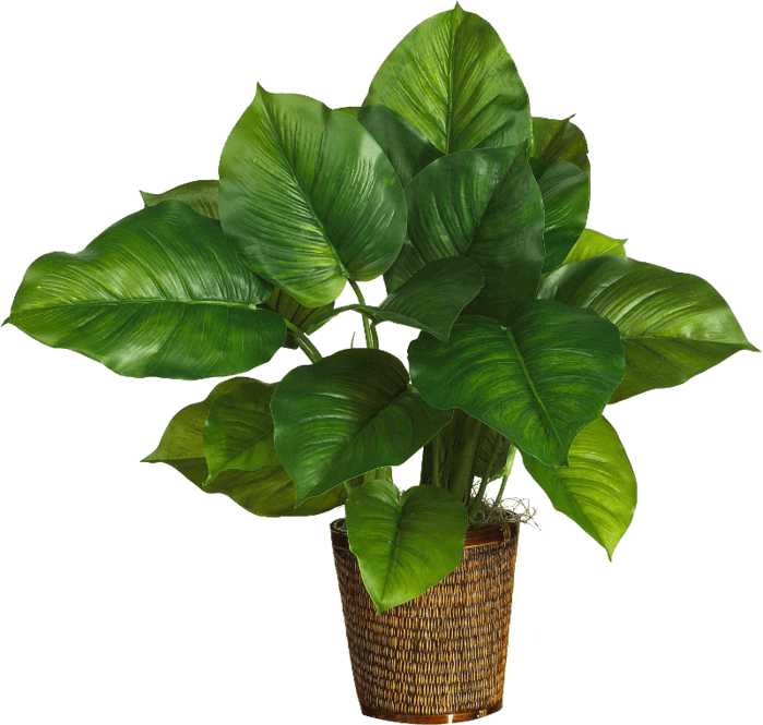 Fiddle Leaf Fig